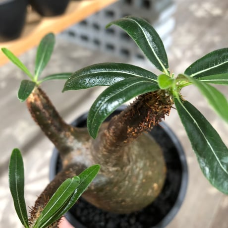 pachypodium gracilius《大きめM size》※現地球株発根済※うっすらgreen肌と生き様感じる株元の傷みも味深く整った樹形の一株‼︎※black pot植え