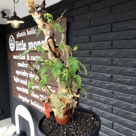 commiphora  africana《L size》※現地球株発根済※美しくbalance良き佇まい※tall pot植え