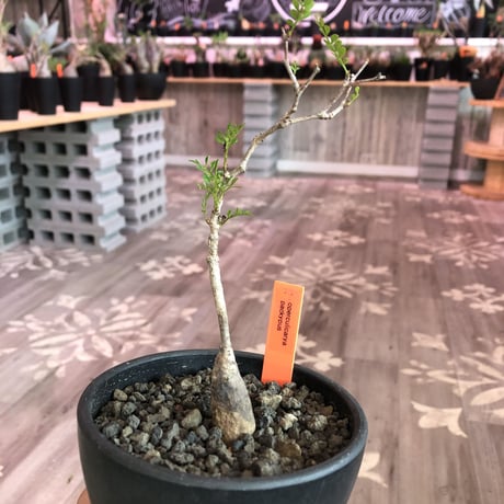 opercullicarya   packypus  littmon  seed🌱 《4年半株》※mad black  bowl  pot植え （限定5株）