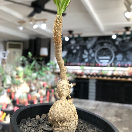 euphorbia cremersii《L size》※現地球株発根済※ぽっこりとまん丸塊根&葉の淵には赤みを持ちギザギザ葉の可愛いCITES1希少種※black pot植え