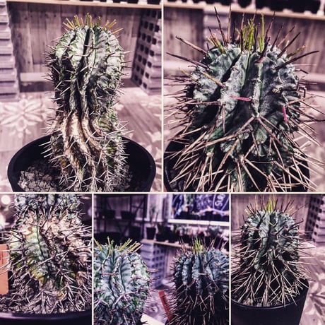 euphorbia    horrida《M size》発根済み株‼︎