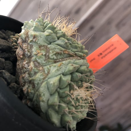 strombocactus  菊水《M size》3分頭株  希少3hed‼︎  ※店主管理国内６年株