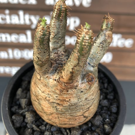 pachypodium  gracilius《大きめS size》五頭枝株※現地球発根済株※店主国内管理2年株※整いすぎなほどcompactに纏まった美株※mad black pot植え