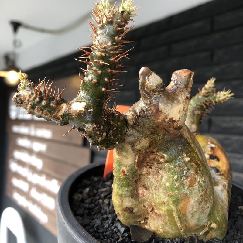 pachypodium gracilius《小さめL size》希少‼︎極green＆現地焼け