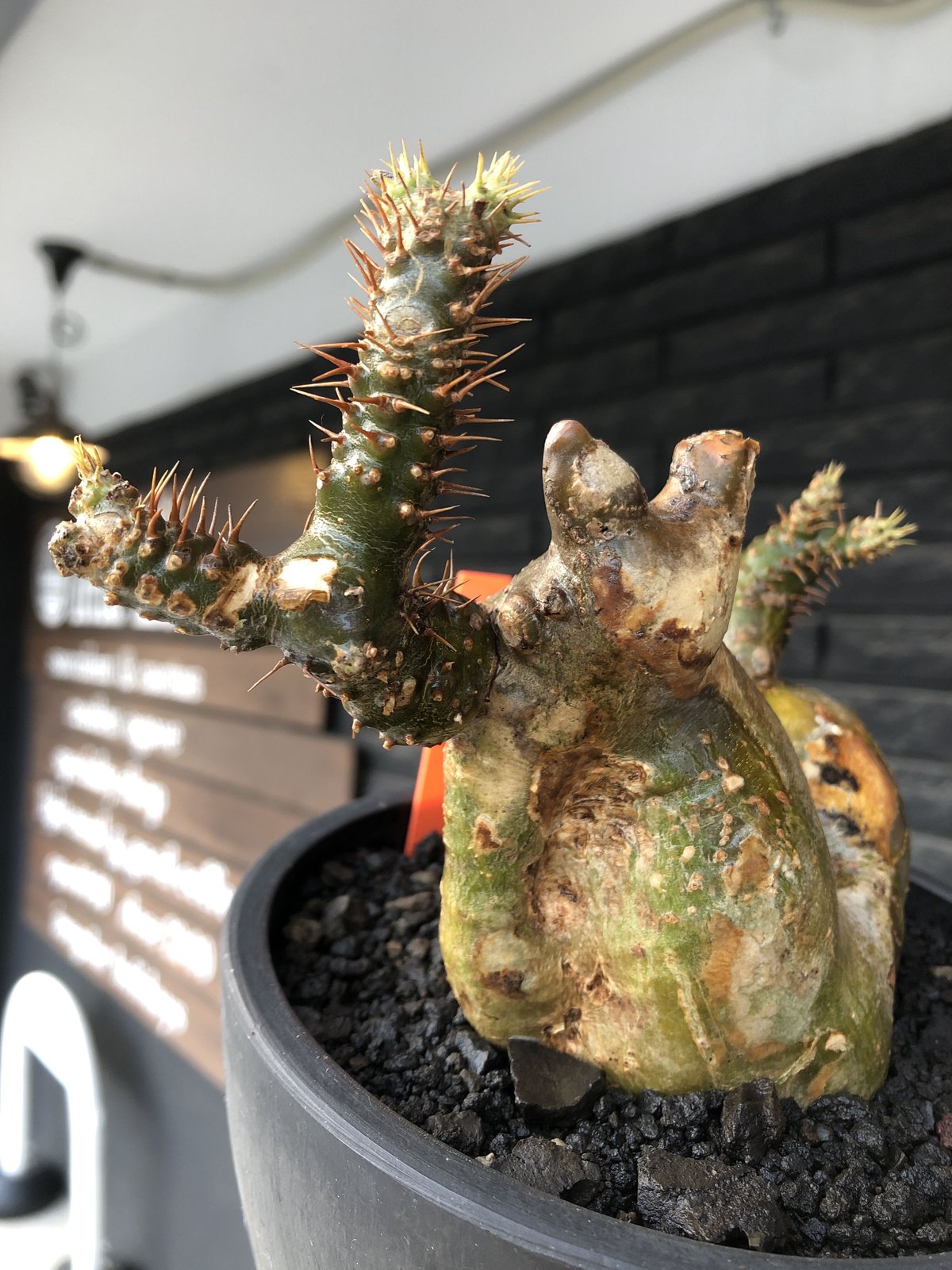 pachypodium gracilius《小さめL size》希少‼︎極green＆現地焼け