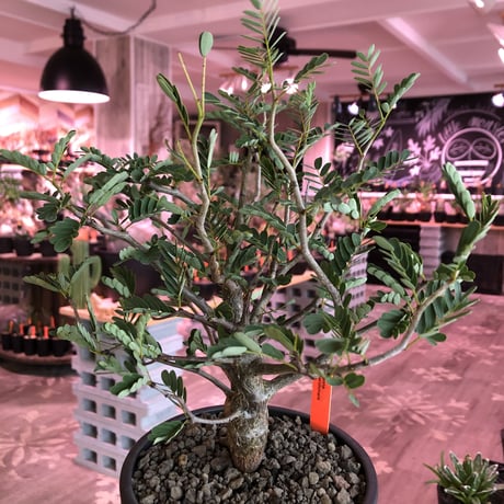 senna  meridionalis《 L size》※現地球発根済株※幹の色が濃くweightがlow仕立てによりコンパクトに纏まった大きめセンナ※mad black bowl pot植え