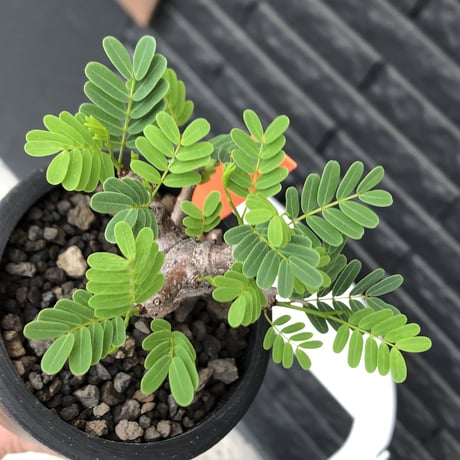 senna  meridionalis《 M size》※現地球発根後店主国内管理3年株※大変幹の色が濃く特化した肌質のセンナ‼︎強剪定繰り返した上品仕立て‼︎※mad black pot植え