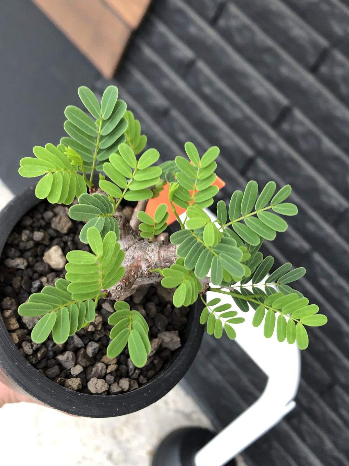 senna meridionalis《 M size》※現地球発根後店主国内管理3年株※大変 