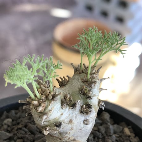 sarcocaulon peniculinum《大きめS size》激希少種※現地球発根後店主国内管理5年株※堪らないほど極白の美しい一株※mad black pot植え