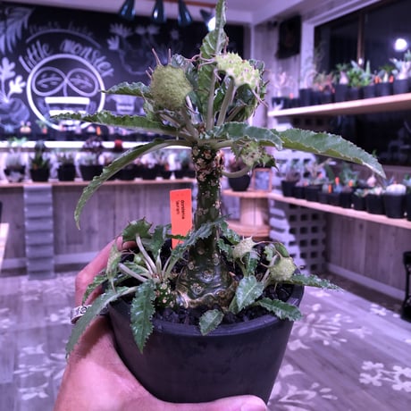 dorstenia   lavrani《L size》希少‼︎ でっぷり塊根部&五本の良き枝振り株 ※mad  black  pot植え