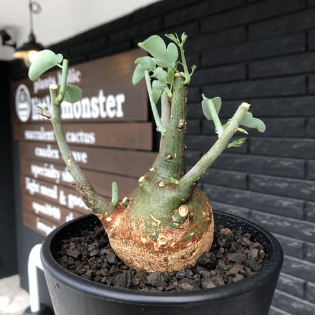adenia spinosa《M size》球体可愛すぎる一株※現地球発根後店主国内管理3年株※まん丸低重心樹形に肌カラーが可愛すぎて堪らない※mad black pot植え