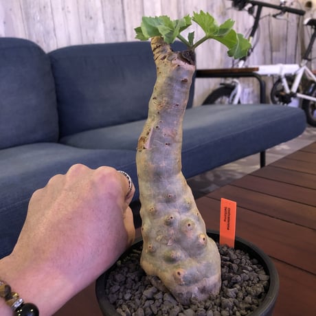 cyphostemma  betiforme《M  size》ボコボコが堪らない‼︎大変人気なベティフォルメ　※mad black pot植え