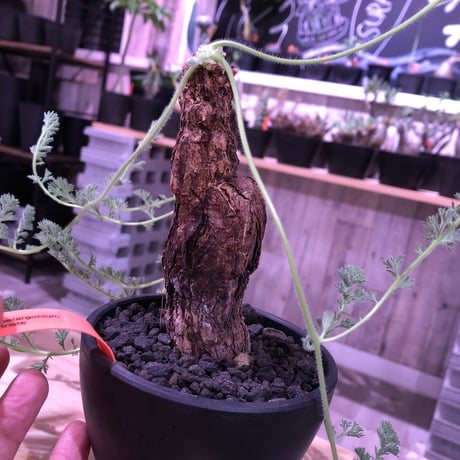 pelargonium  triste《L size》 ※mad black bowl pot植え‼︎　右側面に開いた穴がこれまた味のあるbigな１株‼︎