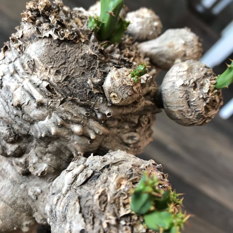 euphorbia    clavigera《激希少》L size