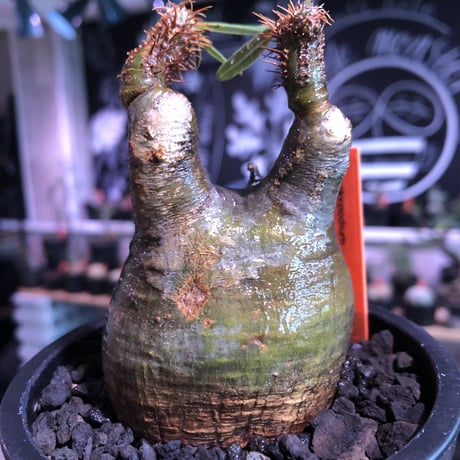 pachypodium  gracilius《大きめS size》※現地球発根済株※店主国内管理2年株※短枝weight低くbalance美株‼︎捻くれ枝も堪らない※mad black pot植え