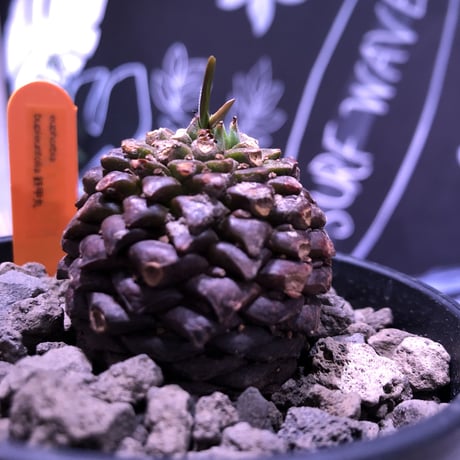 euphorbia    bupleurifolia《鉄甲丸》M  size  ※mad  black  bowl  pot植え