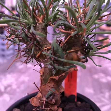 othonna   euphorbioides《M size》※幹上がり仕立てのバランス良き美株‼︎ ※mad black pot植え