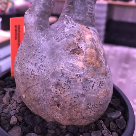 packypodium  gracilius《大きめM size》※現地球発根済株※希少二頭枝の現地焼けぼってりグラキ‼︎良きバランスな選抜株※mad black pot植え