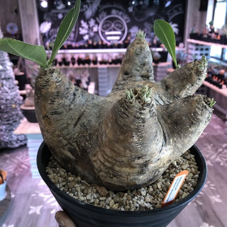 packypodium    roslatum var. eburneum（L size）