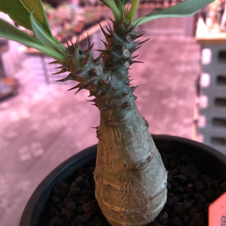 packypodium  windsori i× baronii  《S size》双方の良さが活きた将来有望美株‼︎  ※mad  black  pot植え