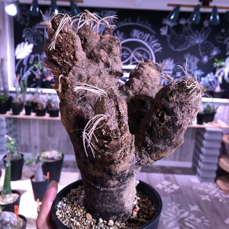 xerophyta   trichophylla《L size》 &《L L size》