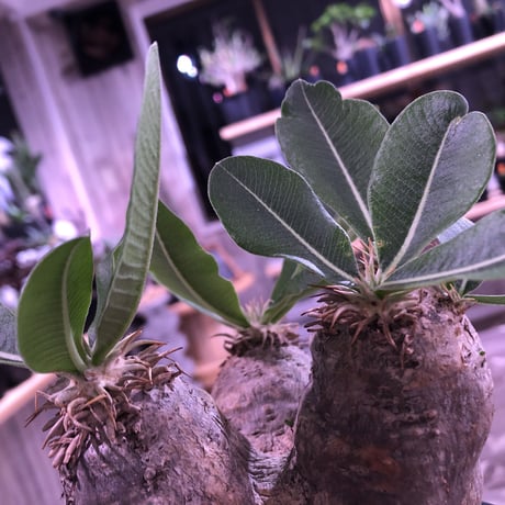 packypodium    roslatum var. eburneum（M  size） ※現地球   発根済み株