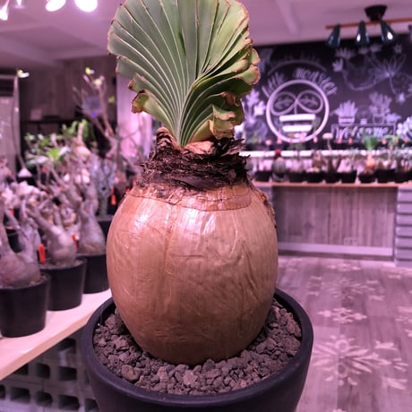 boophane   disticha  《 L size》※驚愕‼︎ヤバすぎるbig球体美肌株‼︎※mad black bowl pot植え