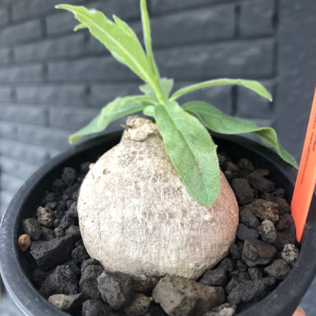 pentagonanthus grandiflorus ssp.glabrescens《Msize 》※現地球発根後店主国内管理2年株※激希少‼︎偏平可愛すぎる装い※mad black pot植え