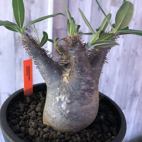 packypodium  gracilius 黒肌《M size》  現地球  発根済み株   mad black pot植え