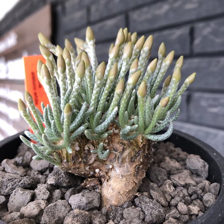 avonia  alstonii《XL size》※現地球発根後店主国内管理13年株※年代物且つ驚愕big株‼︎二度と手に入らないサイズ感‼︎ver.pink花※ mad black pot植え