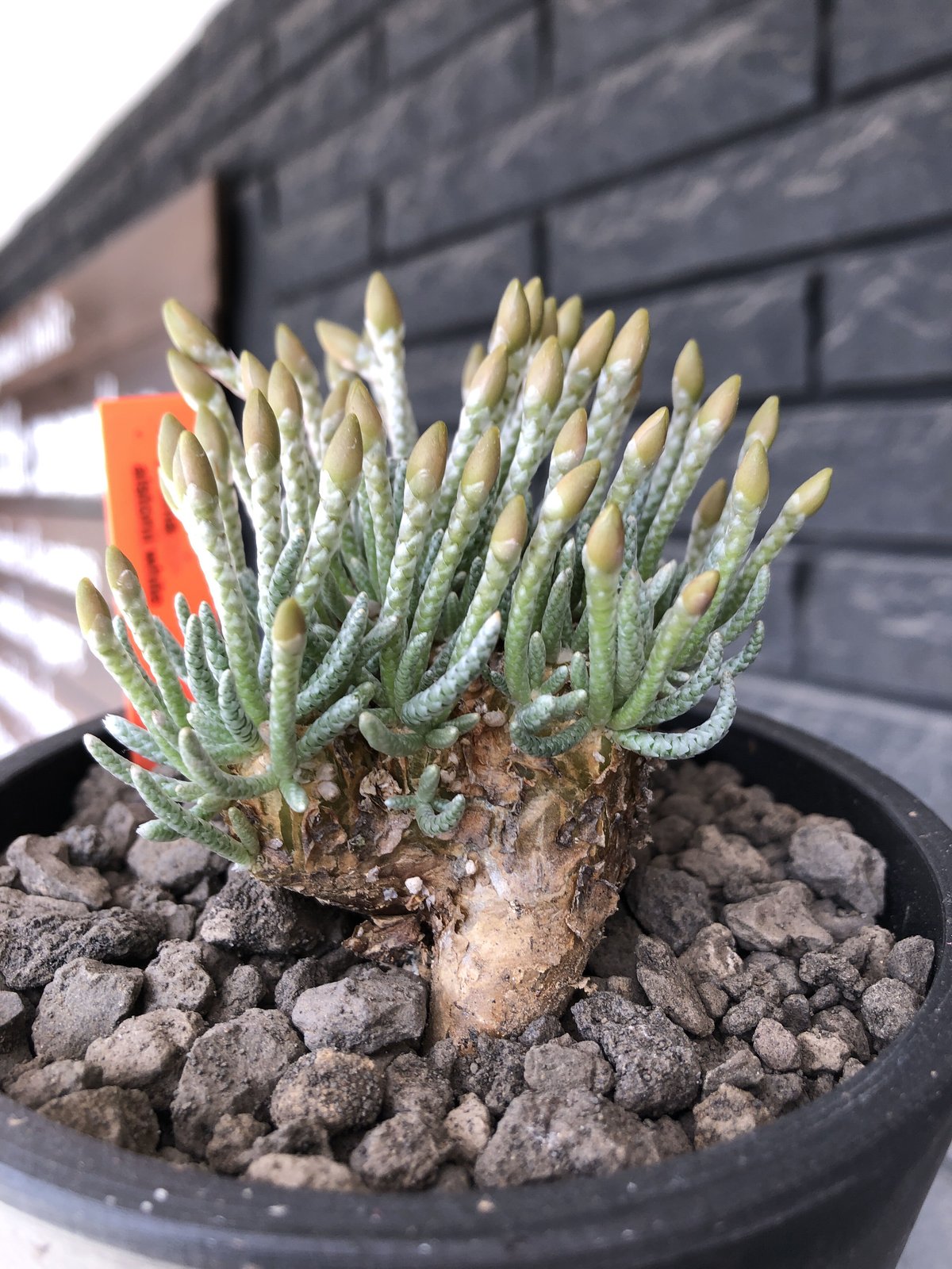 多肉植物 塊根 アボニア・アルストニー 大株