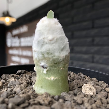 othonna   cyclophylla《大きめS size》※littmon seed🌱※白く丸々とした可愛さからの今後の成長と表皮の変色も楽しめる一株※mad black bowl pot植え
