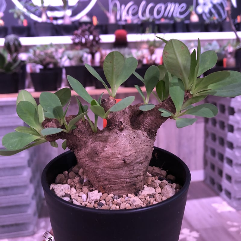 ユーフォルビア　イトレメンシス（良型.美株） 鉢付き ユーフォルビア イトレメンシス | STELLA.PLANTS