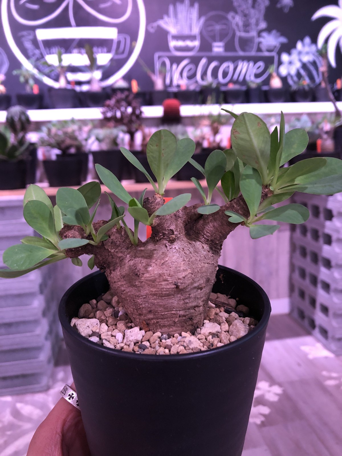 【現地球／発根済】ユーフォルビア　イトレメンシス　ODDROOTS管理株 現地球／発根済】ユーフォルビア イトレメンシス ODDROOTS管理株 現地