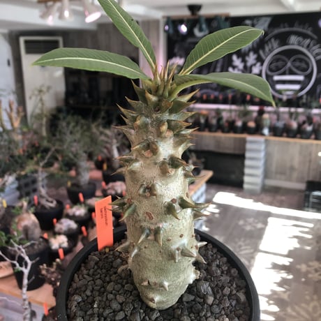 packypodium  baronii《L size》※激希少‼︎現地球発根済株※現地らしい肌質にweight低き極太樹形‼︎将来性抜群balanceも良き一株※mad black pot植え