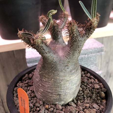 packypodium   gracilius