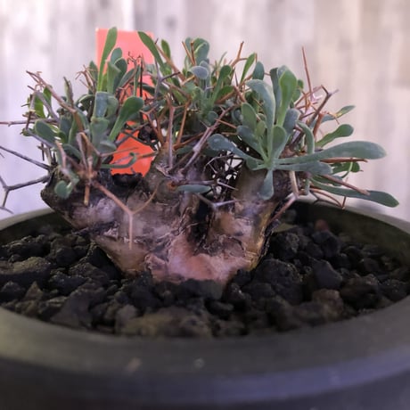 othonna   euphorbioides《S  size》mad black pot植え　※五つに分岐した枝！成熟株をミニチュアにした装い株‼︎