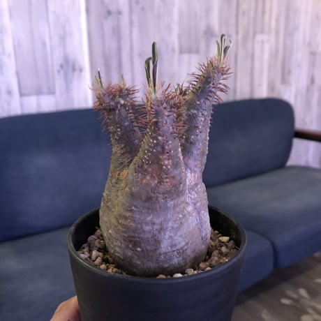 packypodium  gracilius（S size）発根済み株‼︎