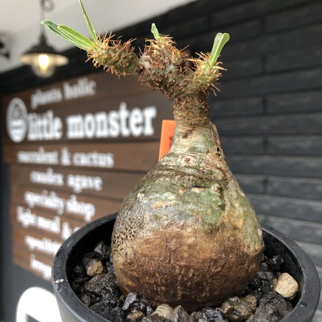 pachypodium gracilius《小さめM size》まん丸球体&一部green肌※現地球発根後店主国内管理1年株※大変球体感強くまん丸で愛くるしい一株※mad black pot植え