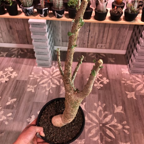 sesamothamnus busseanus《L size》極太激希少株※まばらトゲと白味ある綺麗な葉を展開‼︎限定２株