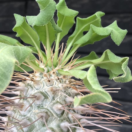 pachypodium namaquanum 光堂《大きめL size》littmon seed🌱※中々見かけないはずのサイズ感のとびきり丸み強きかわいい一株※mad black pot植え