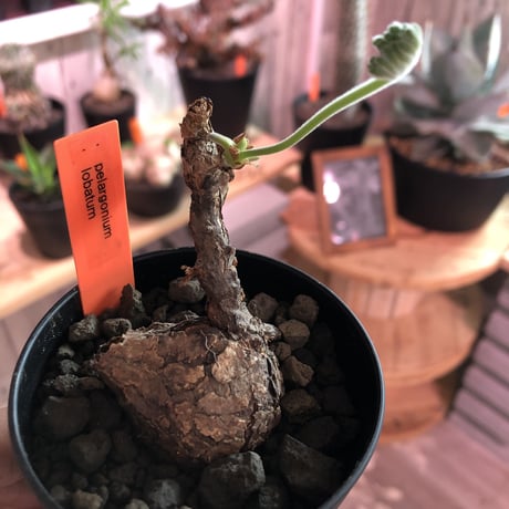 pelargonium    lobatum