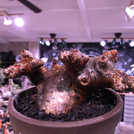 pachypodium  cactipes《L size》赤肌W-he'd株※現地球株発根済※良枝振り＆赤味強き存在感抜群株※mad brown marble bowl pot植え