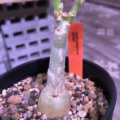 cyphostemma   juttae《M  size》