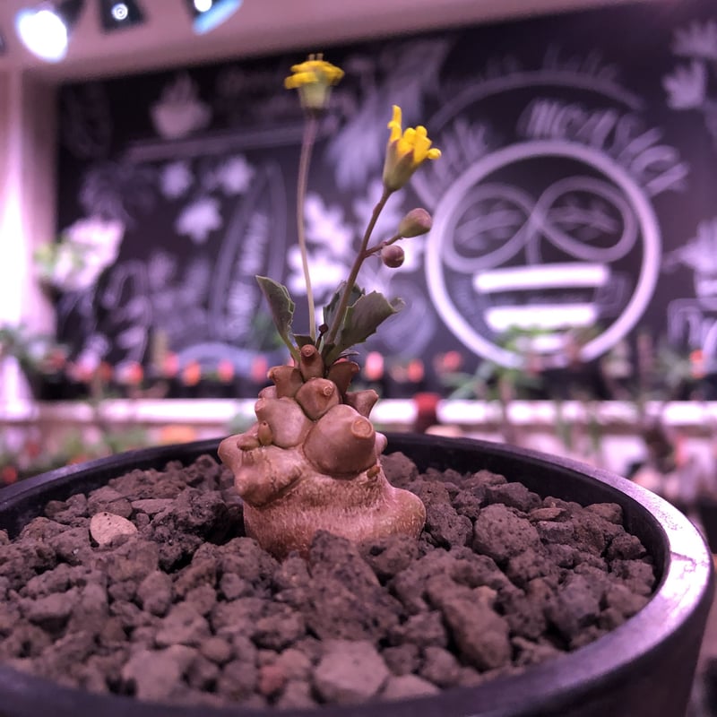 専用　冰雹　ブツブツ　内棘　裏棘　発根済み　8 euphorbia tortioama《M size 》※現地球発根済株※店主国内管理3