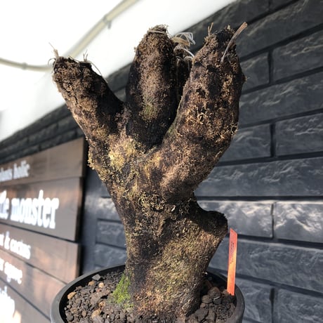 xerophyta trichophylla《S size》※現地球発根後店主国内管理2年株※驚愕強靭株※weightは低く良枝振りな一株※mad black pot植え