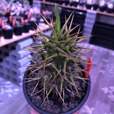 pachypodium  ambongense  littmon seed🌱《L size》驚愕激希少種※リトモン史上最高樹形アンボン‼︎極太激オススメ株※mad black pot植え