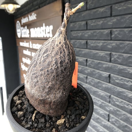 cyphostemma montagnacii《 大きめL size》※現地球発根後店主国内管理7年株※希少種大株ひび割れた表皮が渋かっこいい一株‼︎良樹形※mad black bowl pot植え