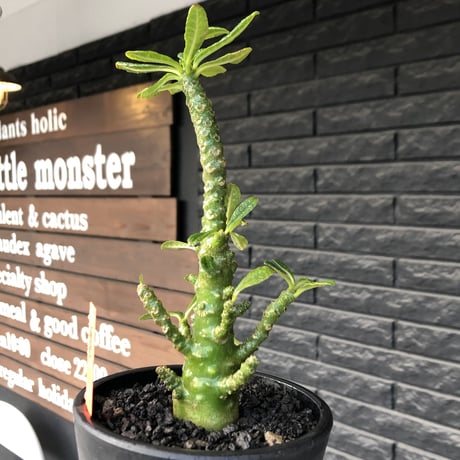 希少‼︎dorstenia gigas《小さめL  size》littmon  seed🌱9年株※極太ぼってり株元に良枝振りなリトモン渾身の一株※mad black pot植え