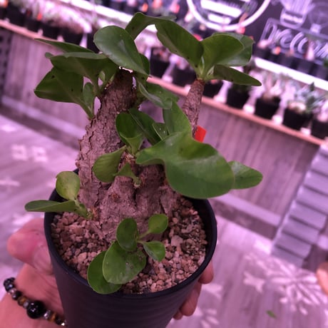 euphorbia  itremensis《M size》コンパクトにまとまったイトレ‼︎味のある表皮のひび割れに力強さを感じる1株‼︎